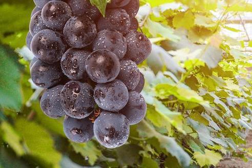 科学家分析204个基因组发现：欧洲酿酒葡萄起源于西亚