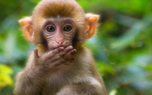 研究发现：猴子和人一样，遭受压力后也容易发挥失常_产经_前瞻经济学人