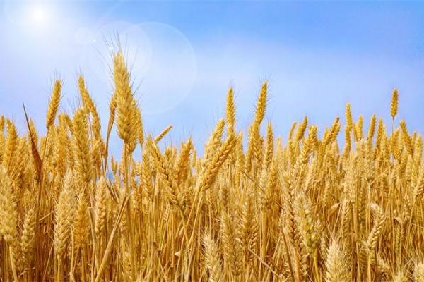 中科院利用基因编辑开发出抗病高产的小麦，研究成果登《自然》