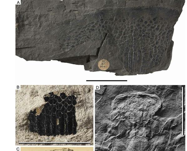 澳大利亚发现海蝎化石：1米长，生活在2.52亿年前_产经_前瞻经济学人