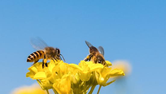 蜜蜂偏爱“咸”花蜜！研究：昆虫更愿意为添加钠的植物授粉_产经_前瞻经济学人