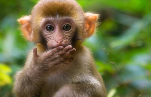 猴子也是环境的产物！研究：猴子的社交关系会影响其大脑结构发育_产经_前瞻经济学人