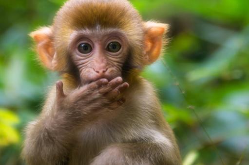 猴子也是环境的产物！研究：猴子的社交关系会影响其大脑结构发育