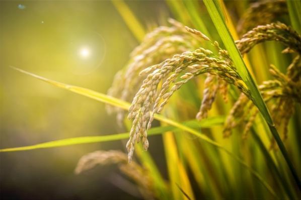 中国科学家发现让水稻更抗旱的新基因