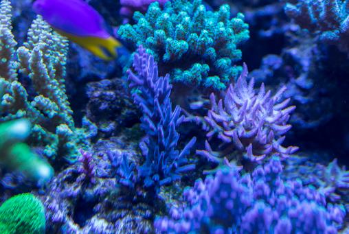 海洋生态学家警告：本世纪末珊瑚或将灭绝_产经_前瞻经济学人