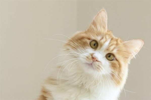 家猫竟被列为“外来入侵物种”？波兰研究院奇葩行为遭爱猫人士强烈反对