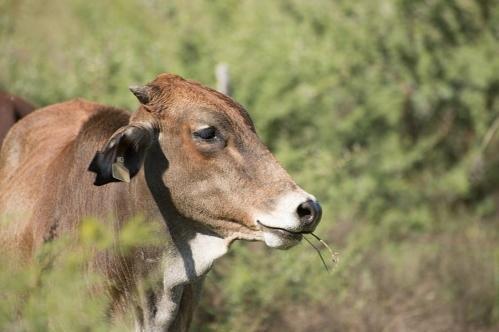 “华西牛”来了！我国肉牛育种取得重大突破