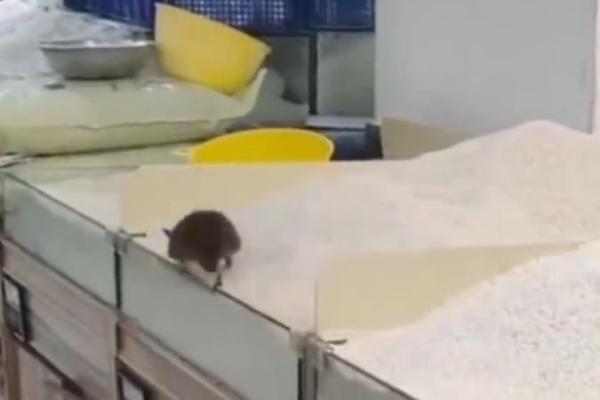永辉超市被曝老鼠在大米上爬 涉事门店去年5月曾因销售不合格产品被罚