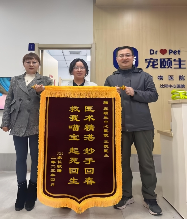 11岁猫咪的生命接力：新瑞鹏旗下宠颐生宠物医院沈阳中心医院的救援实录