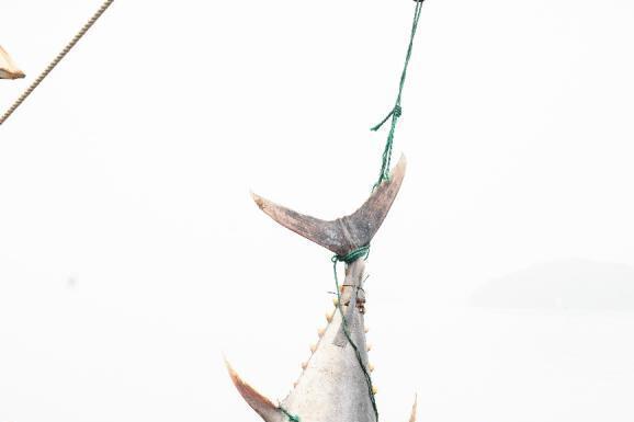 东海渔区连续现巨型金枪鱼，委托京东公益拍卖，4月15日晚8点京东见！