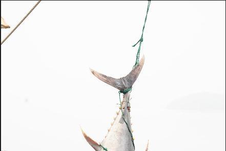 东海渔区连续现巨型金枪鱼，委托京东公益拍卖，4月15日晚8点京东见！