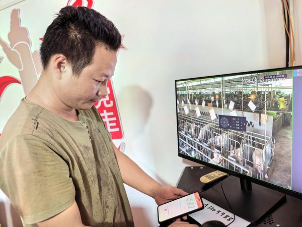 为白海豚上保险、给蔗田插“翅膀”、让猪场长“慧眼”——中华财险助力金融“五篇大文章”扎根广袤山海 