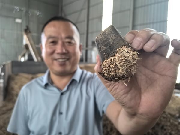 科技“加持”小菌棒！临县枣木香菇跑出全产业链升级“加速度”