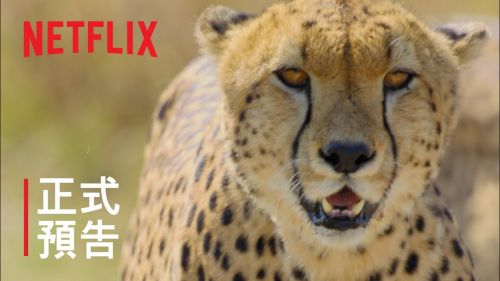 Netflix自然纪录片《动物本色》曝预告 海陆空动物王者们出动