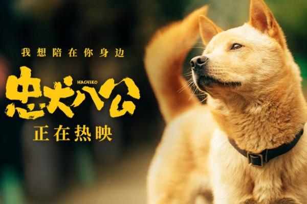中国版《忠犬八公》全新特辑曝光 狗狗主演竟是流浪狗