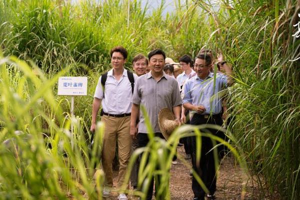 谱写中国菌草海外扎根的时代赞歌《幸福草》央视一套黄金档开播