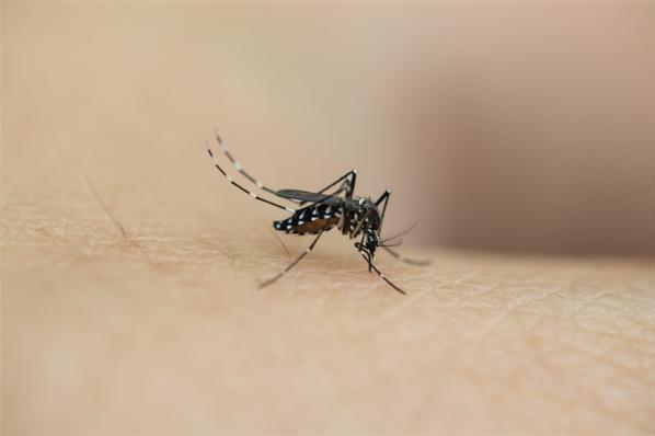 这种细菌能让蚊子“不孕不育”，我国科学家破解背后的分子机制