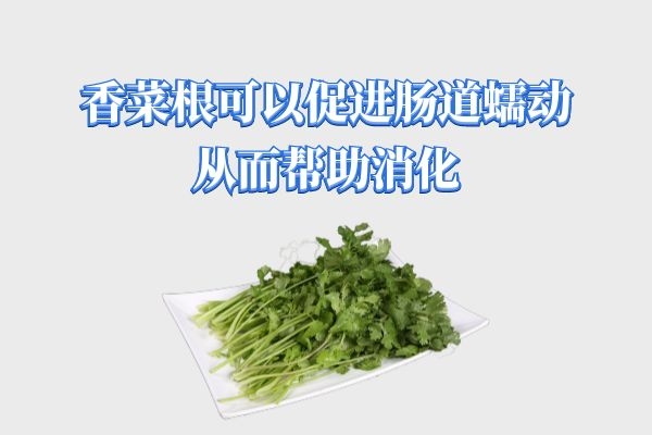 香菜根的功效与作用|香菜根有哪些功效与作用？其食用禁忌是什么？