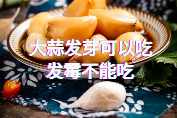 大蒜发芽能吃吗|大蒜发芽能吃吗？大蒜怎样保存才不会发芽呢？