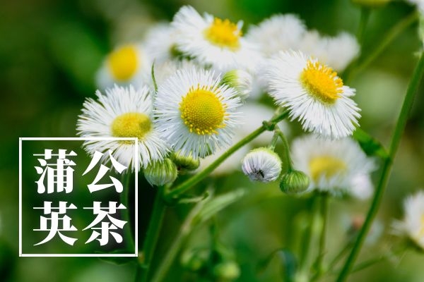 蒲公英茶.jpg