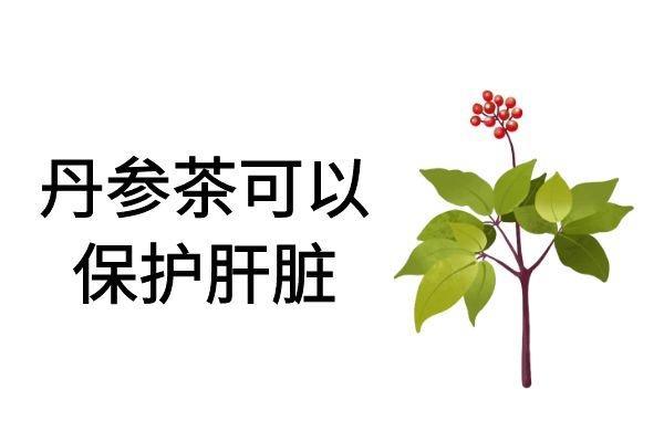 饮用丹参茶的功效与作用及禁忌分别是什么？