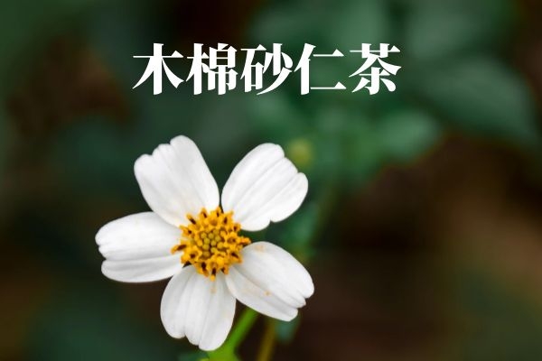 木棉砂仁茶