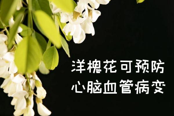 洋槐花的功效与作用及禁忌有哪些？