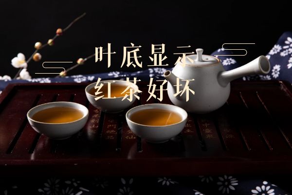 叶底显示红茶好坏