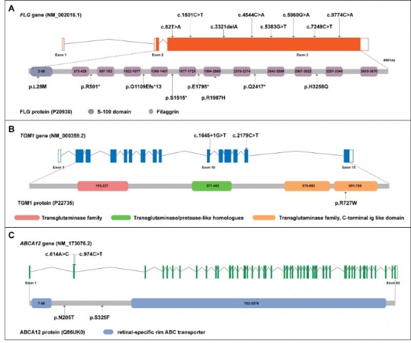 突破!北京家恩德运医院再发国际SCI :发现鱼鳞病致病新位点，为罕见病精准诊疗开辟新路径
