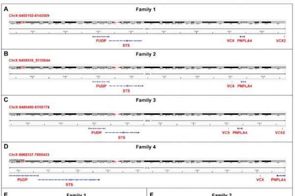 突破!北京家恩德运医院再发国际SCI :发现鱼鳞病致病新位点，为罕见病精准诊疗开辟新路径 