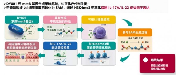 穿越胃酸、锚定肠壁、对抗氧化：微适平DY801菌株的“三重生存法则”