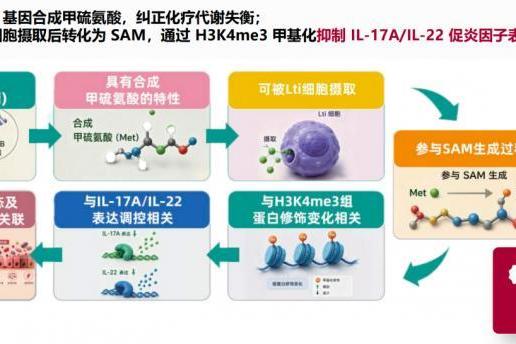 穿越胃酸、锚定肠壁、对抗氧化：微适平DY801菌株的“三重生存法则” 