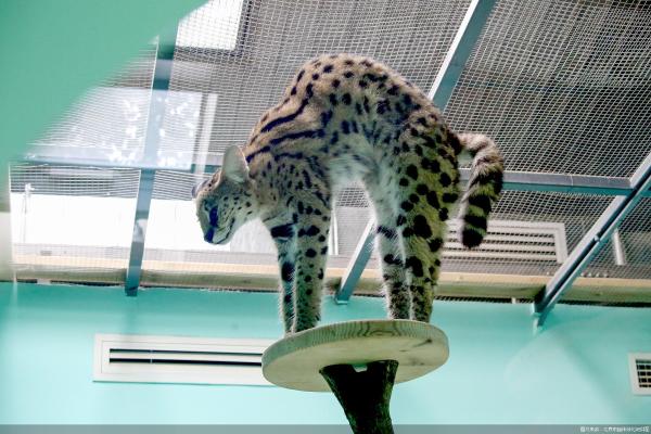 京郊被救助的薮猫已恢复正常专家提醒 私养野生动物违法 Tom生活