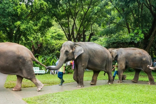 践行绿色发展理念 圣象发起“为中国亚洲象创造美好生活”倡议