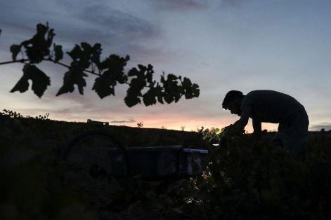 热浪迫使西班牙在夜间采收葡萄