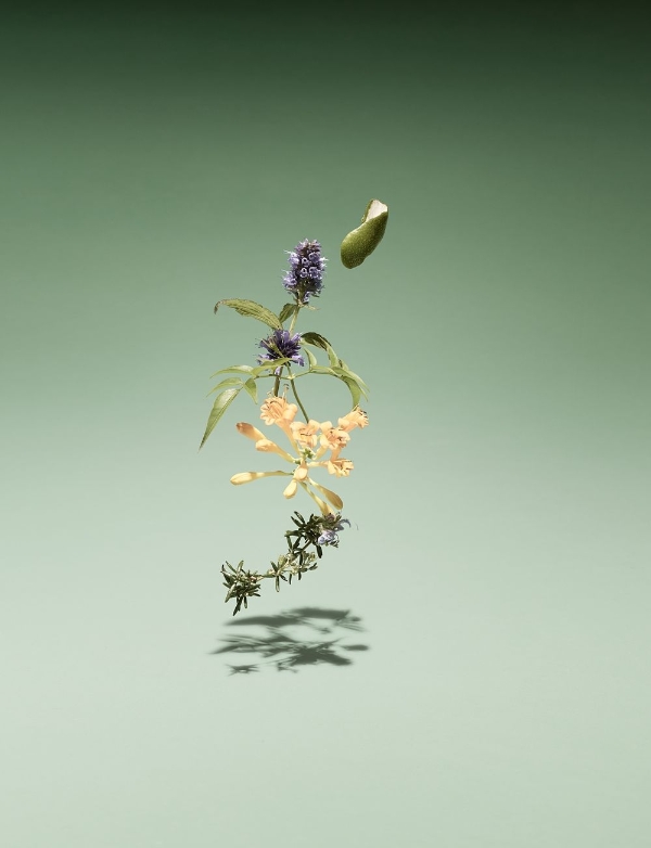bamford「木苔／蒝野淡香精」两款香气形绘出季节与山林平野的对话，让你沉浸在全面性的明亮香气！