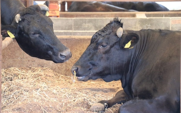 和牛生活方式选品店《和牛研究室 Wagyu Lab》顶级尾崎牛打造美味汉堡、炙烧尾崎牛排