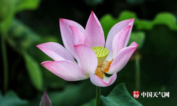 荷風送香氣廣西大學荷花別樣紅