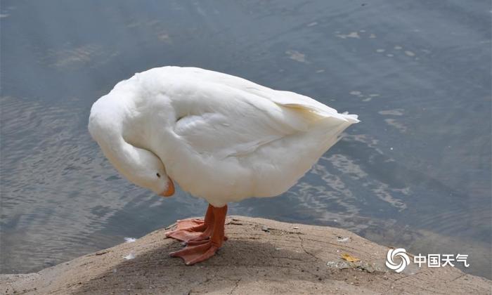 三只白鹈鹕在湖心岩石上睡觉,一只刚睡醒在打哈欠.