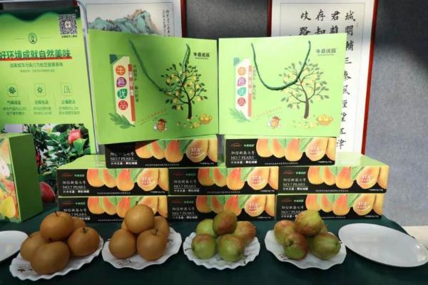 阳信县政府携手京东生鲜 开启阳信鸭梨产业升级之路