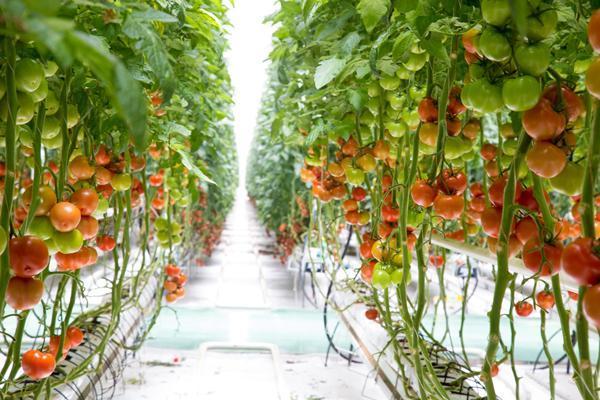 从欧洲田野到中国餐桌——一颗DU’S番茄的成长之路