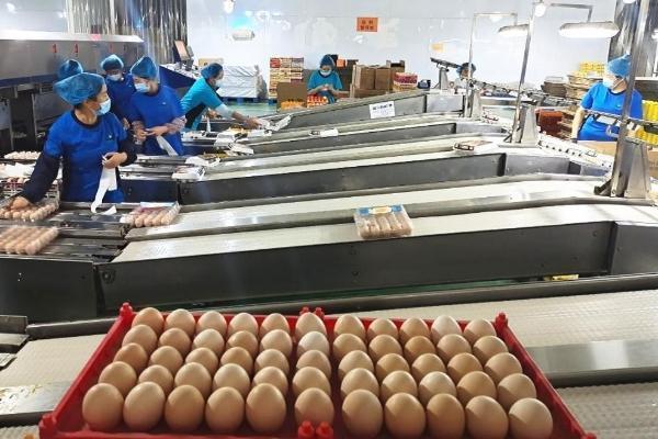 稳产保供支援成都防疫 这家企业每天生产鸡蛋近60吨 