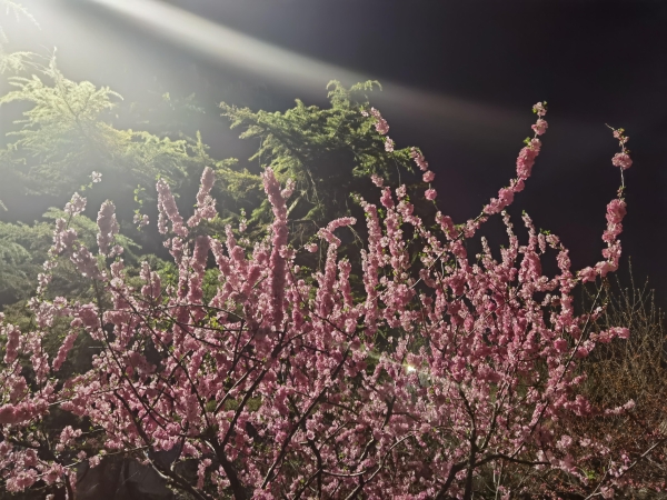 标题：央视春晚完整节目单来了！提前“剧透”，快来看看有没有你喜欢的节目~