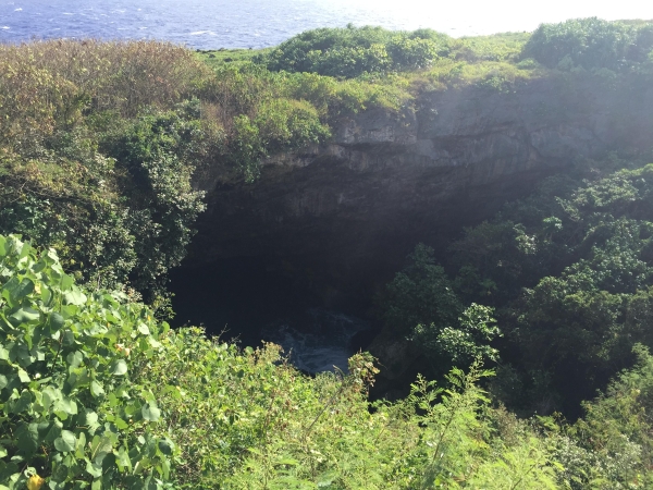 野外防虫需注意！老太被蜱虫叮咬去世，四名亲属感染