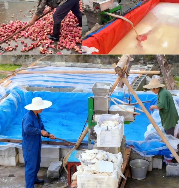 几十年认知被颠覆！同为"纯红薯粉条"，差异竟然这么大 
