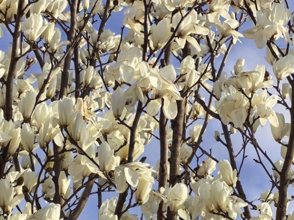 解锁工业游新姿势｜思乐得白玉兰盛放，春日打卡正当时