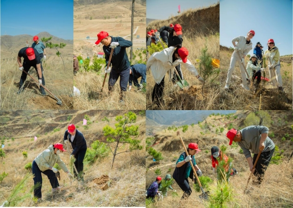 春风拂绿蔚州，14年坚守再添千株新松