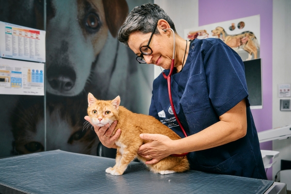 港城大：从猫到人类，开辟病毒致癌研究全新路径 