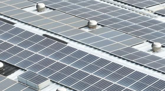 璀璨浦东，“桃”你欢喜——思乐得桃花节分会场，邀您看三朵别样的桃花！