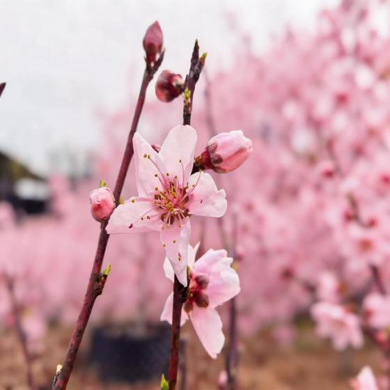 璀璨浦东，“桃”你欢喜——思乐得桃花节分会场，邀您看三朵别样的桃花！